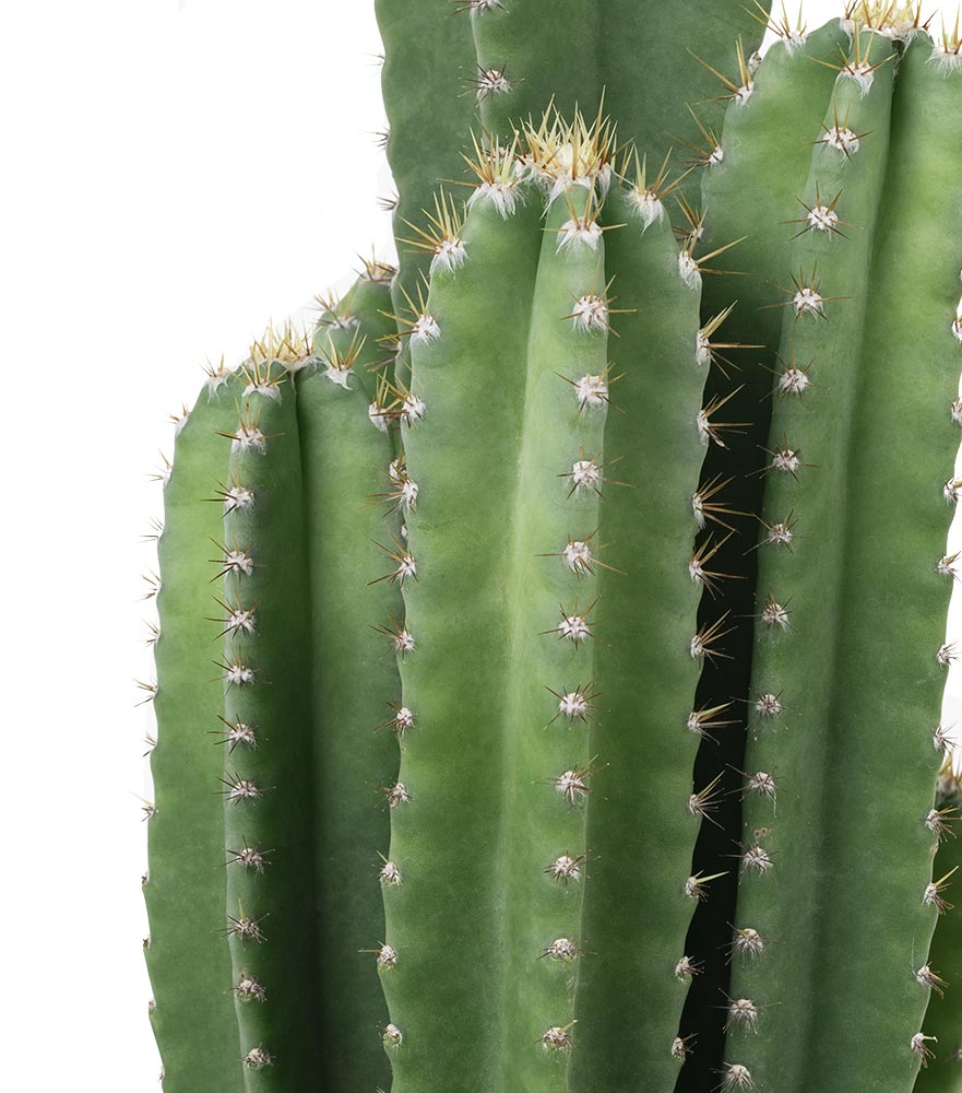 cactus98